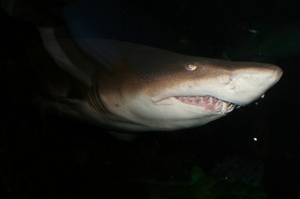 Shark_0.jpg