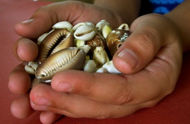 hands holding shells