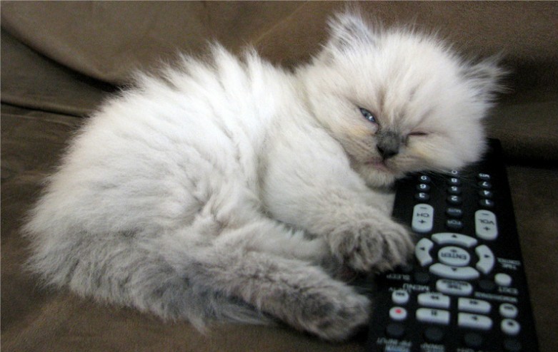 cat-cable